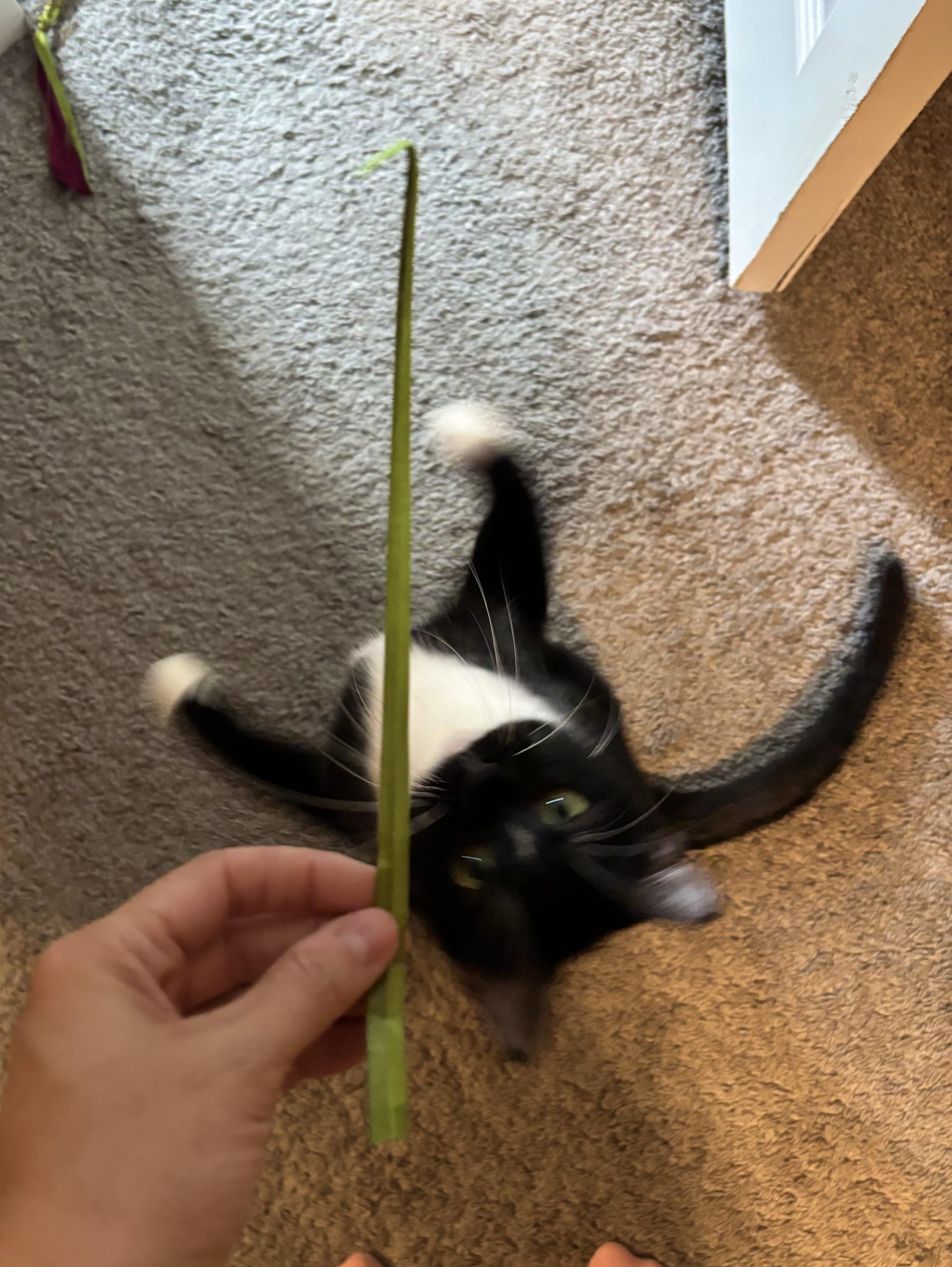 Does My Cat Know His Toys are Fake? Surprising Truths Revealed