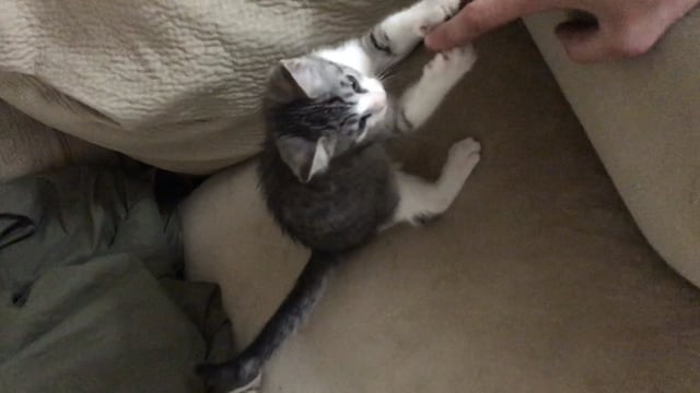 Does My Cat Know I'M Controlling the Toy