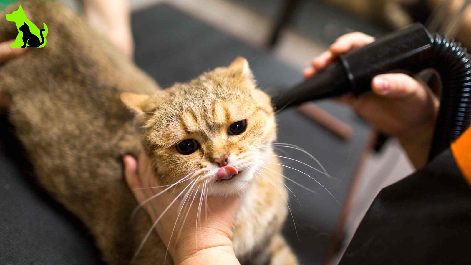 Does My Cat Need to Be Groomed