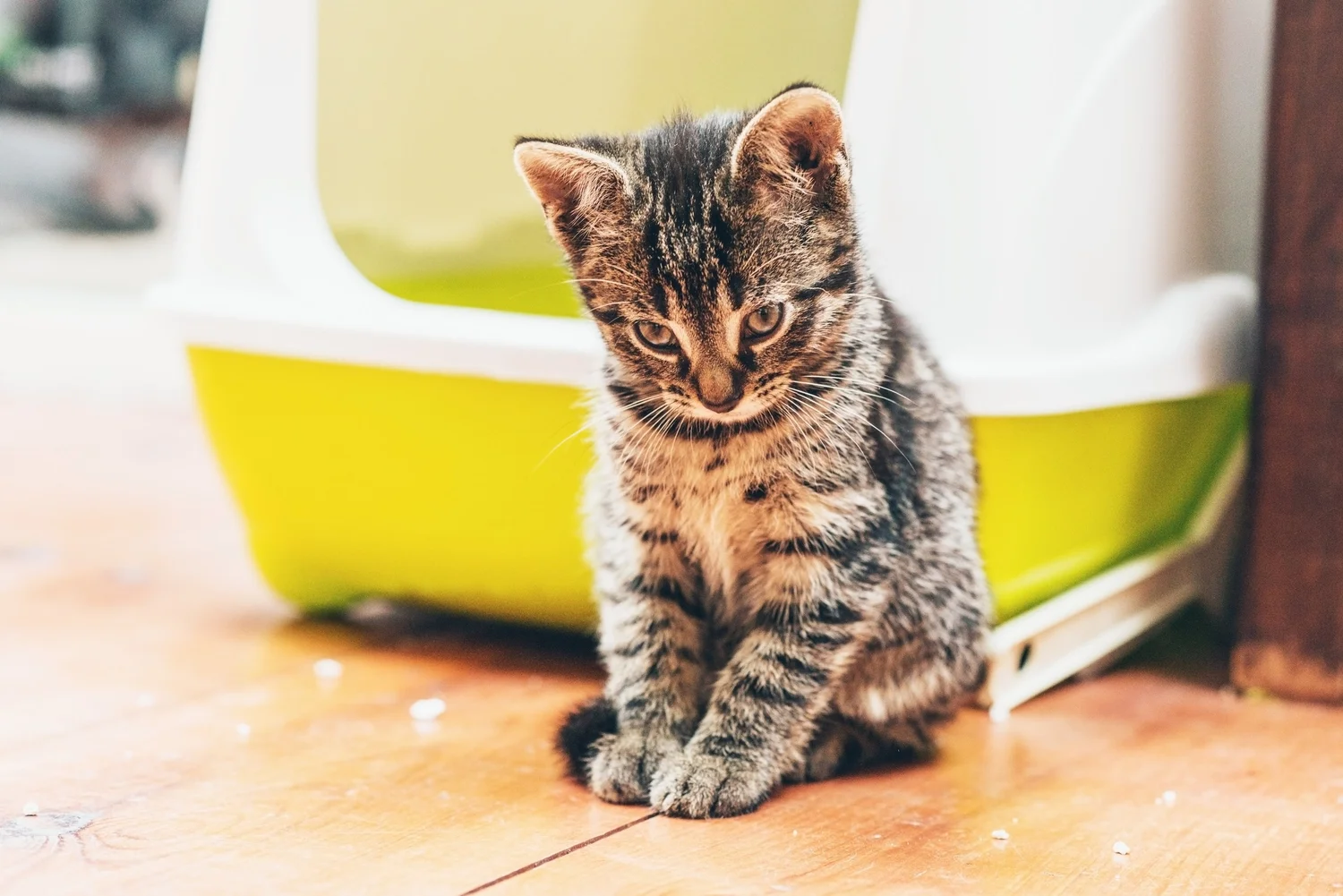 Does Neutering Your Cat Help With Potty Training? Proven Tips!
