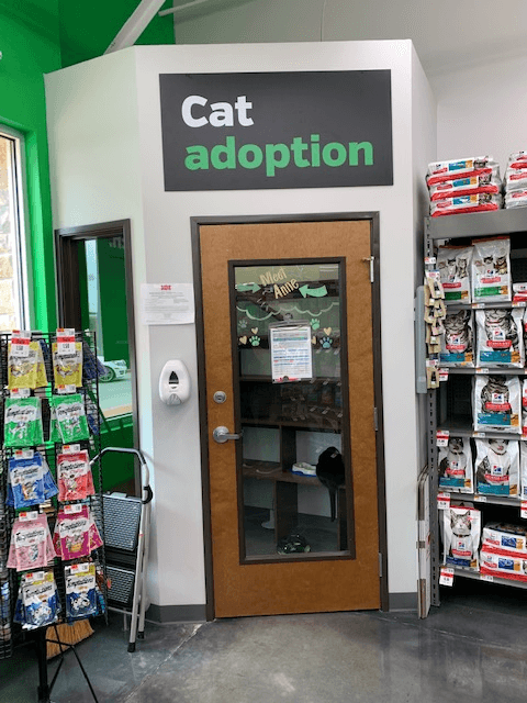 Does Pet Supplies Plus Grooming Cats: Expert Care or Just Convenience?