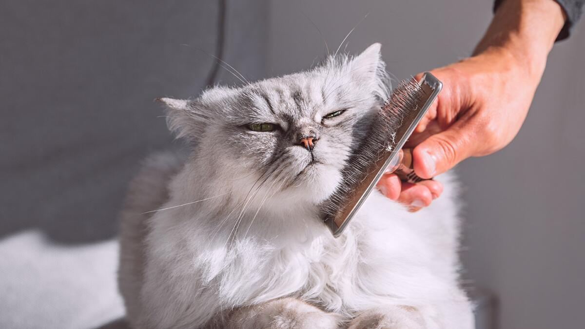 Does Pets at Home Do Cat Grooming: Expert Services Explained