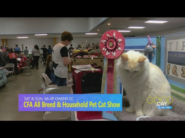 Does the Cfa Have Weights on Cat Breeds