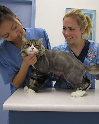 Have Cat Groomed at Vet Or Groomer: Expert Tips for Best Care