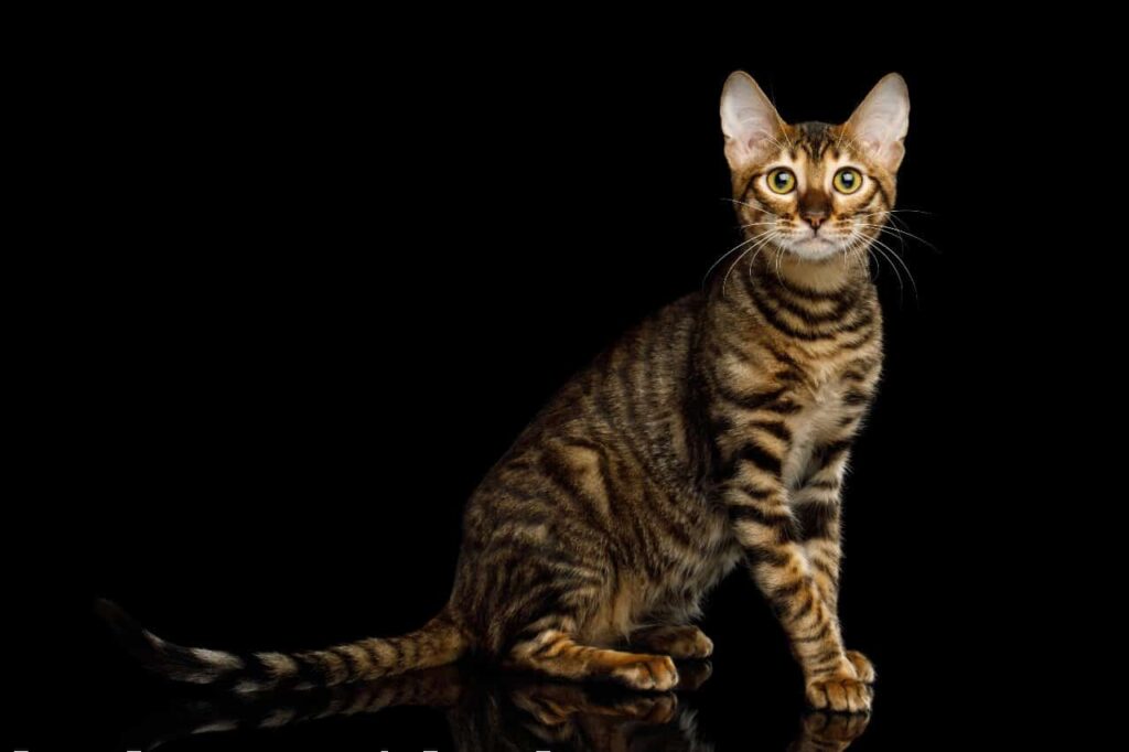 How are Cat Breeds Made: Unveiling Fascinating Origins