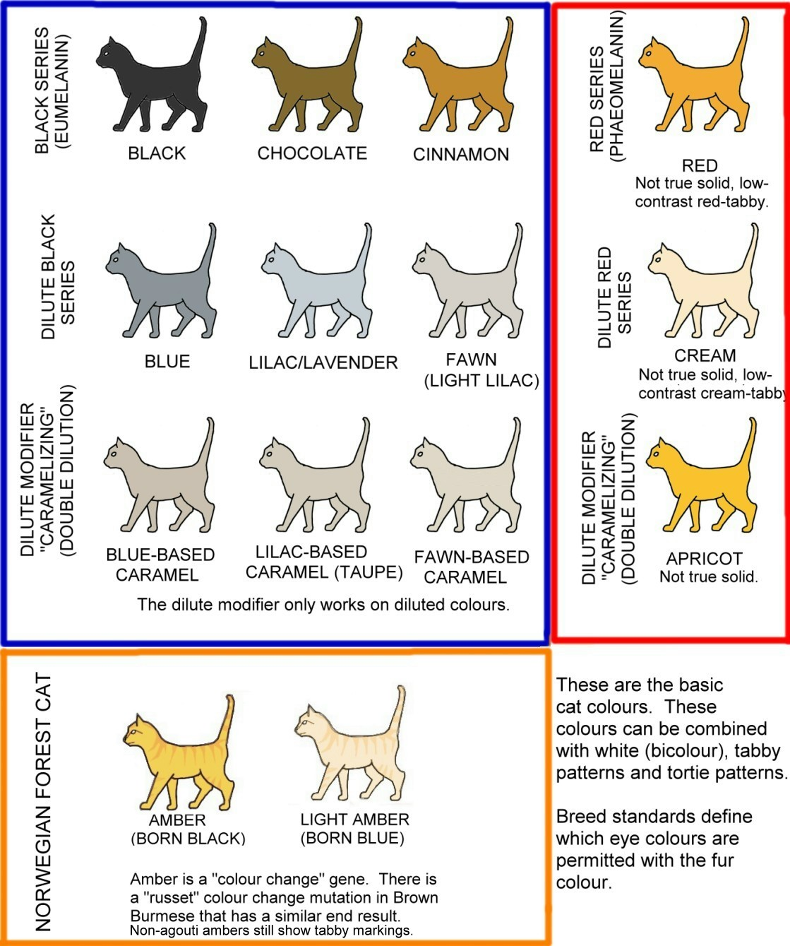 How Cat Breeds Have Changed: Surprising Trends You Must Know