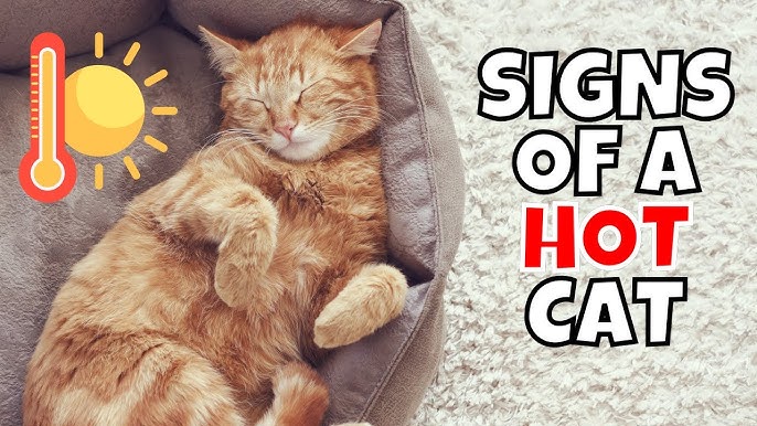 How Cats Improve Mental Health