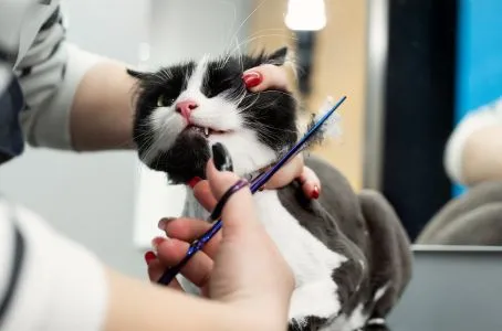 How Cute Dog/Cat Grooming