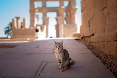 How Did Cats Start Breeding the History of Cats: Unveiled Origins