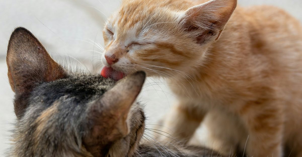 How Do Cats Groom Their Head