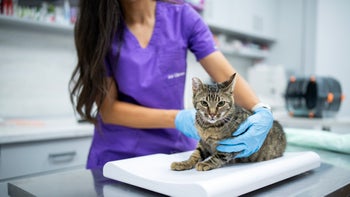 How Do I Medicate My Cat to Groom Her: Essential Tips & Tricks