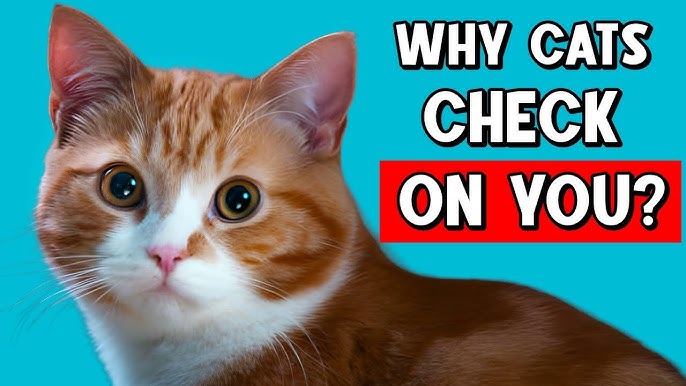 How Do I Register As a Cat Breeder: Step-by-Step Guide