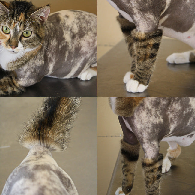 How Do I Teach a Cat to Groom: Easy Tips for Happy Cats