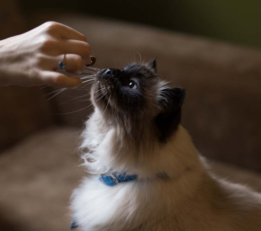 How Do You Groom a Himalayan Cat: Essential Tips for Perfect Care