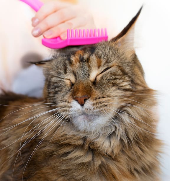 How Do You Groom a Mean Cat