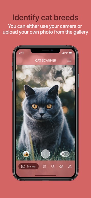 How Do You Identify Cat Breeds: Expert Tips for Cat Lovers