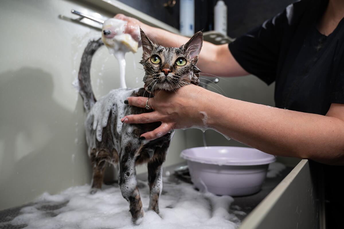 How Does a Groomer Wash a Cat
