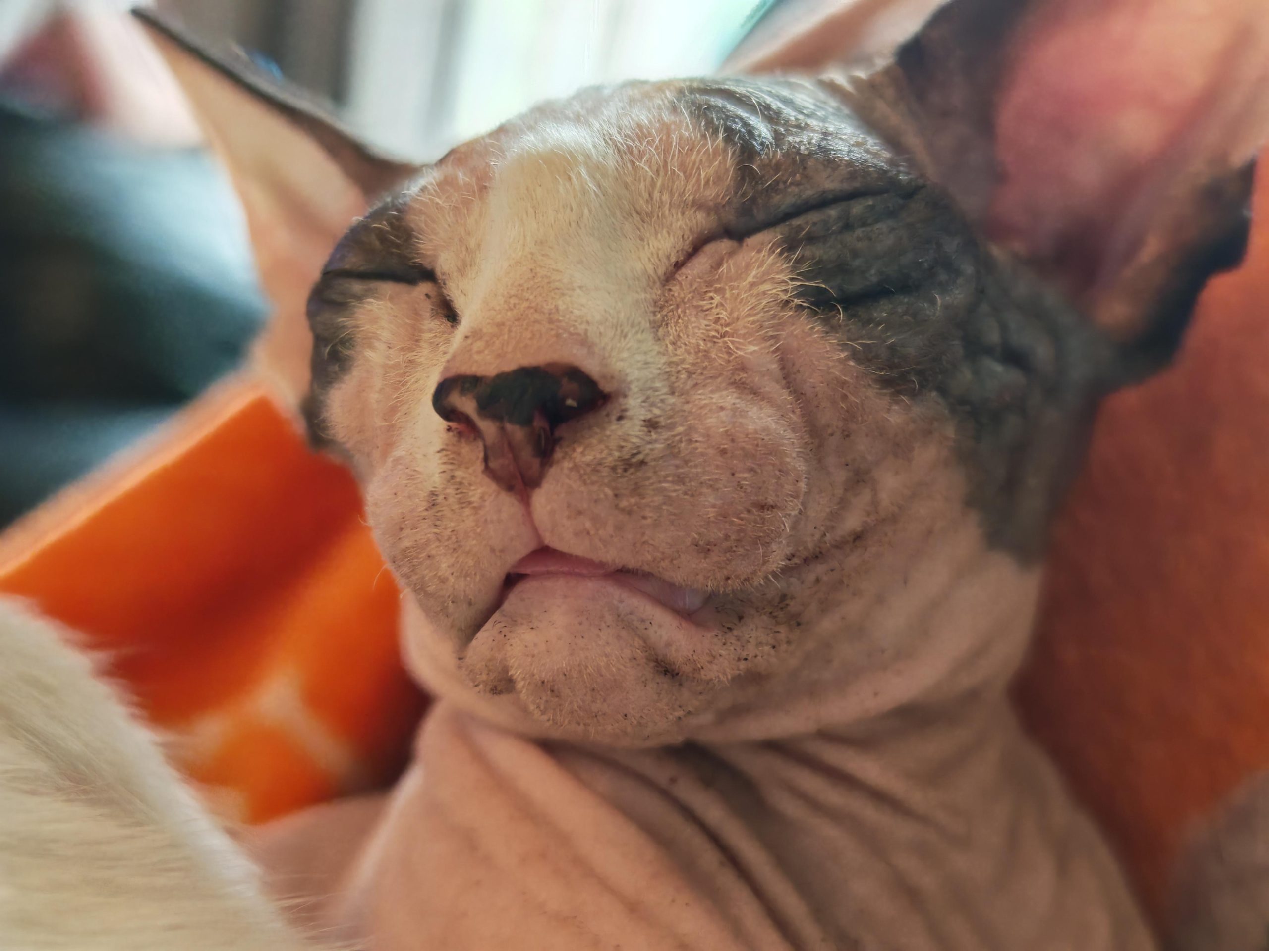 How Hairless Cat Groom: Essential Tips for Smooth Skin Care