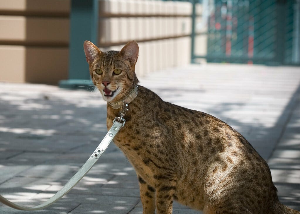 How is Selective Breeding Used With Regards to Cats: Key Insights