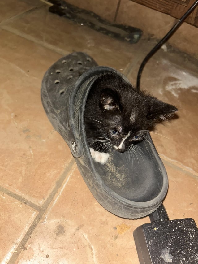 How Long before Cat was Potty Trained: Essential Tips & Timeline