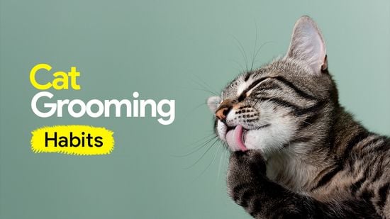 How Long between Groomings for Cats