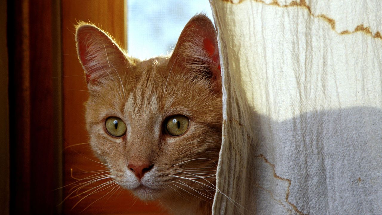 How Long Have We Been Breeding Cats: Unveiling the Fascinating History