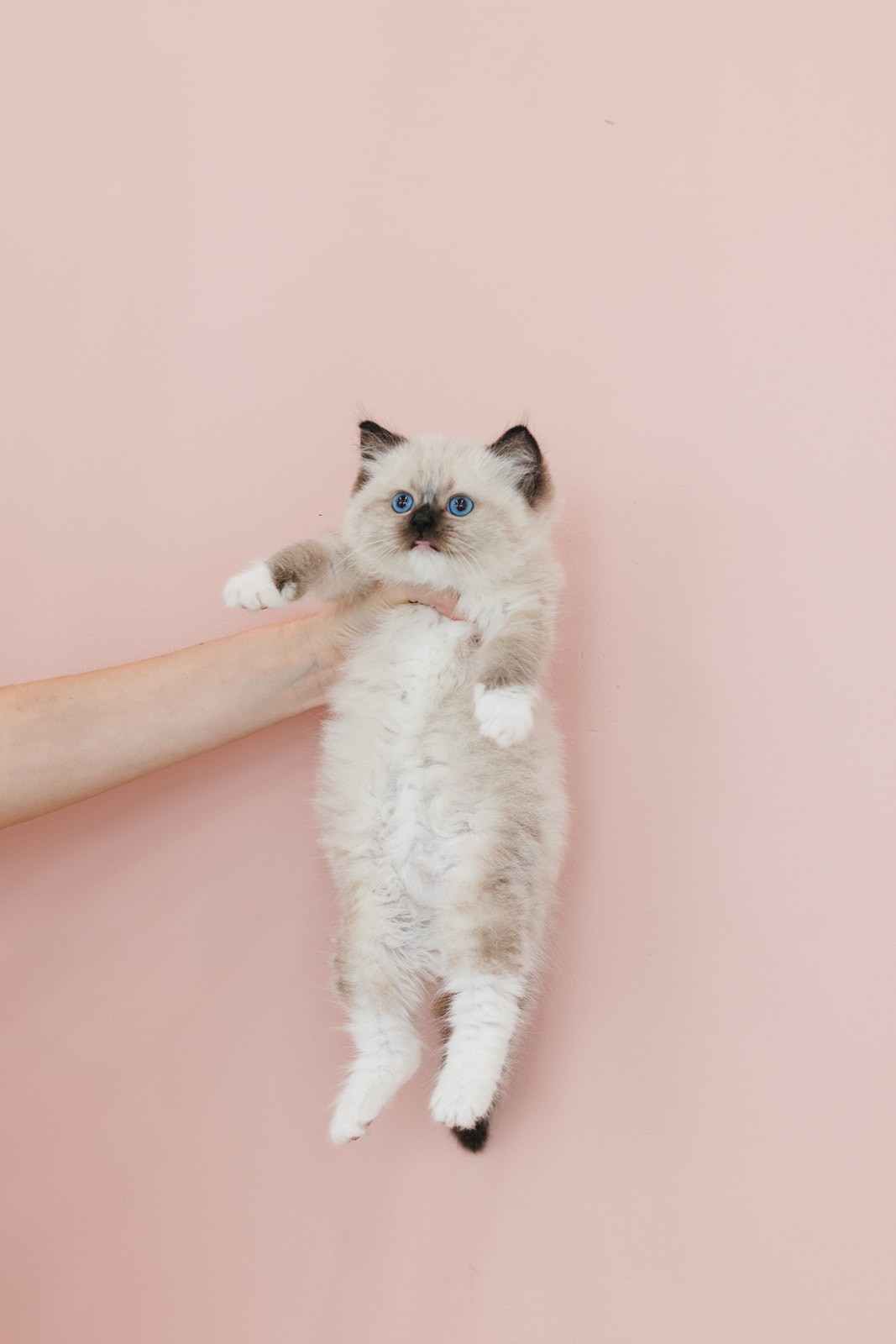 How Long Should a Breeding Ragdoll Cat Be Bred: Expert Guidelines