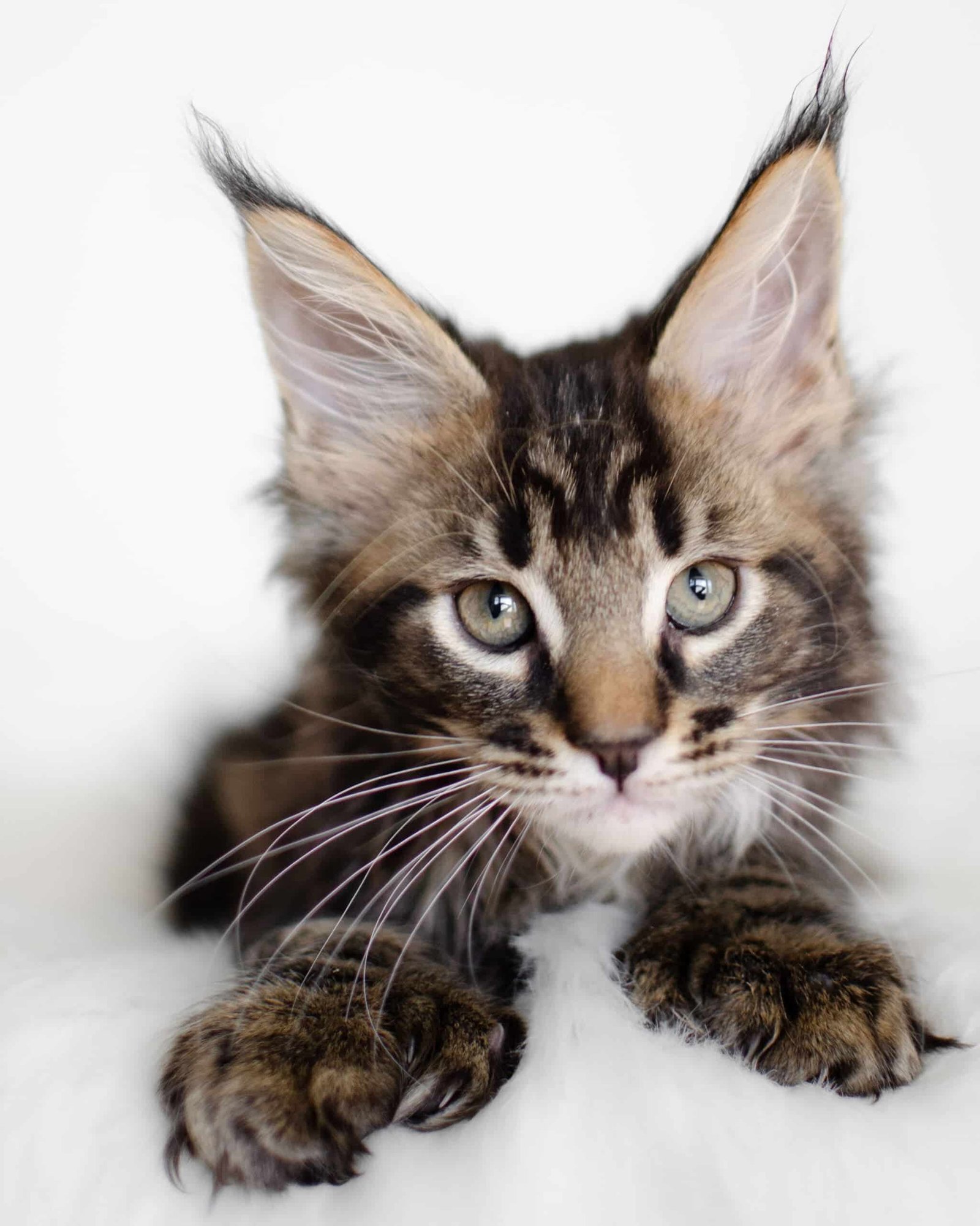 How Long to Wait for Maine Coon Cat from Breeder: Essential Tips
