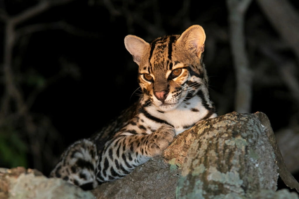 How Many Breeds of Big Cat Aare Their: Ultimate Guide Revealed