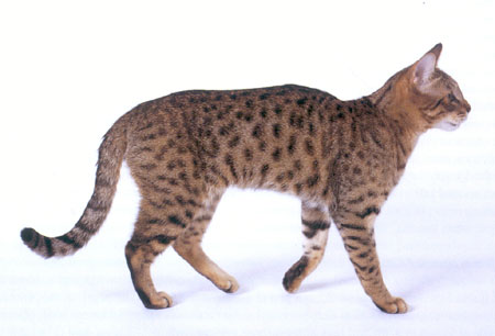 How Many Breeds of Cats are There 2019 Tica: Ultimate Guide