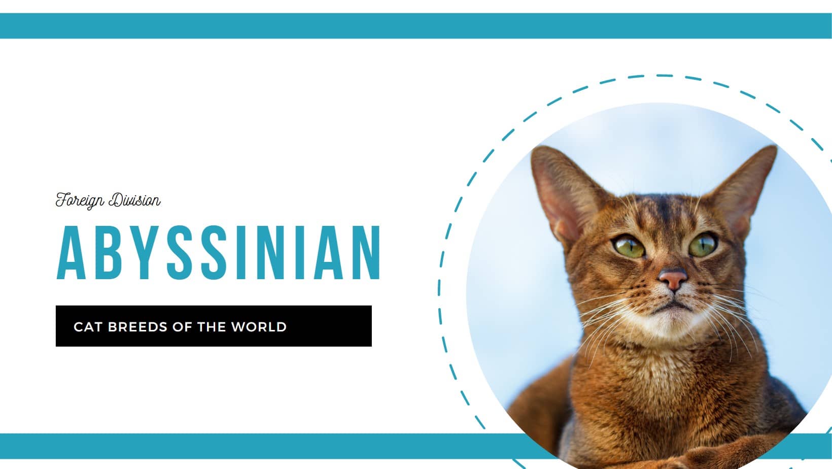 How Many Breeds of Cats are There 2023