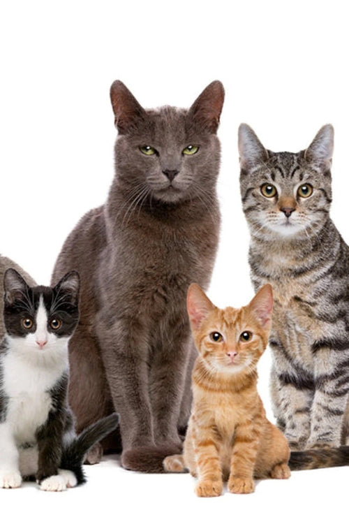 How Many Breeds of Cats are There in the UK: Ultimate Guide 2025