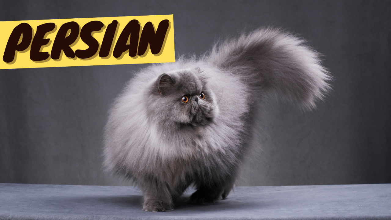 How Many Breeds of Persian Cats are There