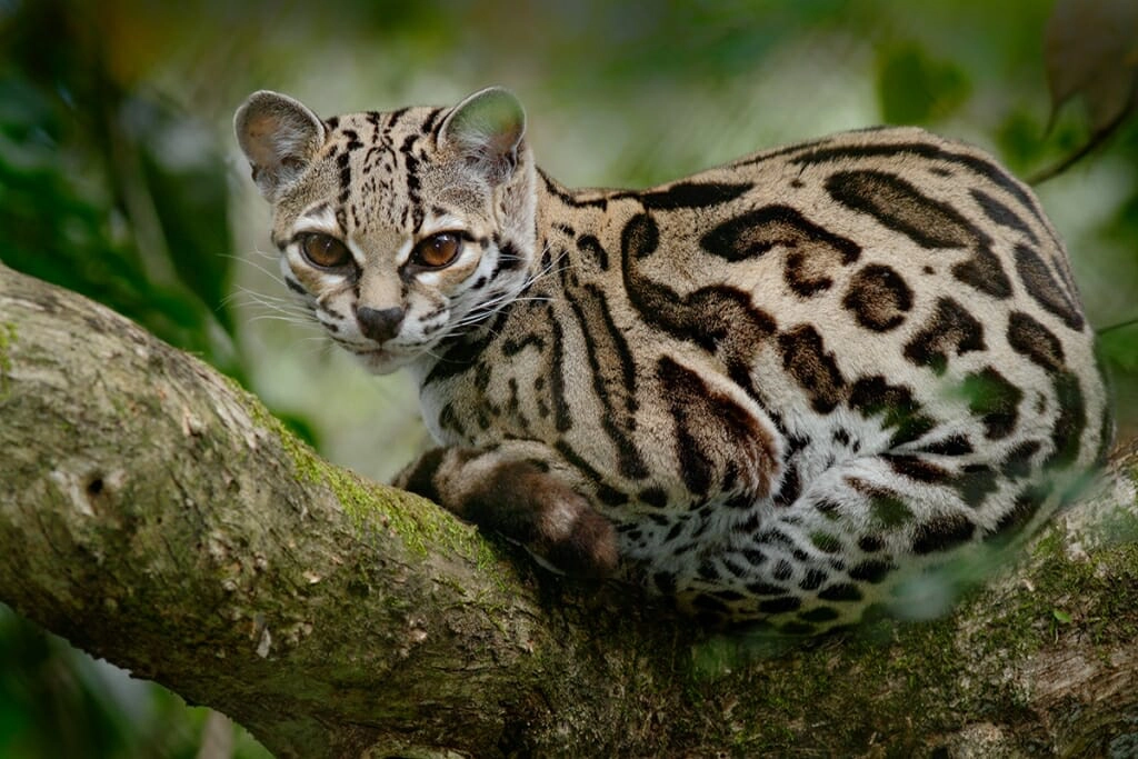 How Many Cat Breeds are Dere in Da World: Discover the Ultimate List