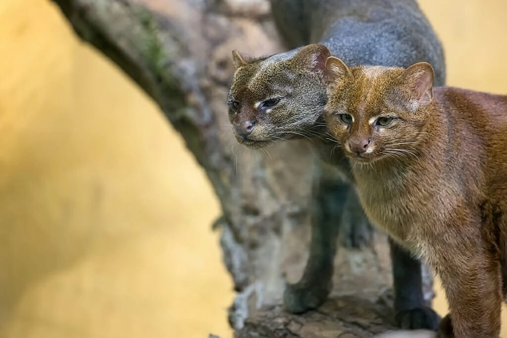 How Many Cat Breeds are There in the World 2019: Ultimate Guide