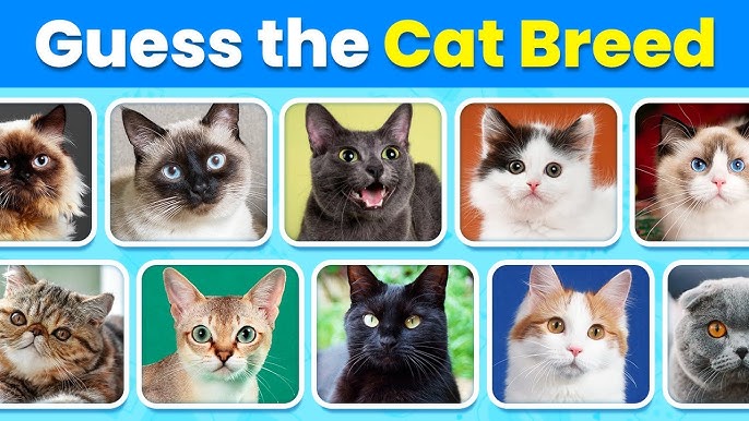 How Many Cat Breeds Can You Name