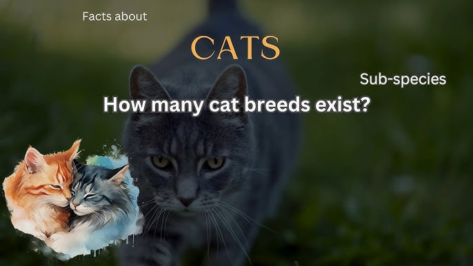 How Many Cat Breeds Exist Today: Discover the Ultimate Guide