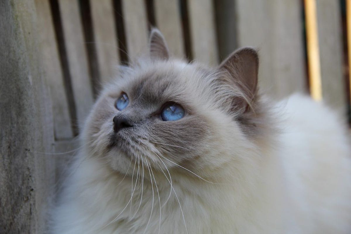 How Many Cat Breeds Have Blue Eyes: Discover Stunning Feline Traits
