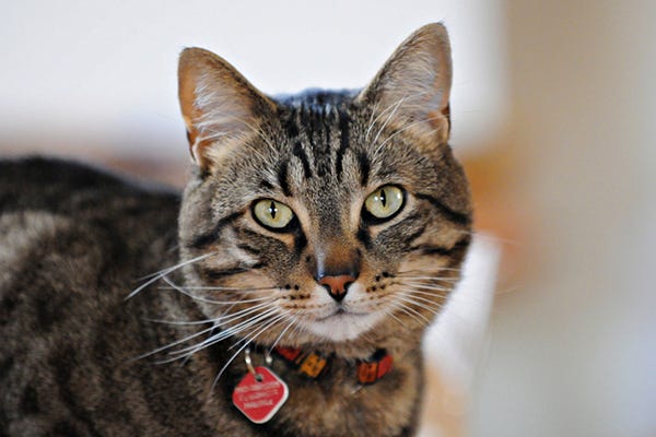 How Many Cat Breeds Have M on Forehead: Surprising Facts Revealed