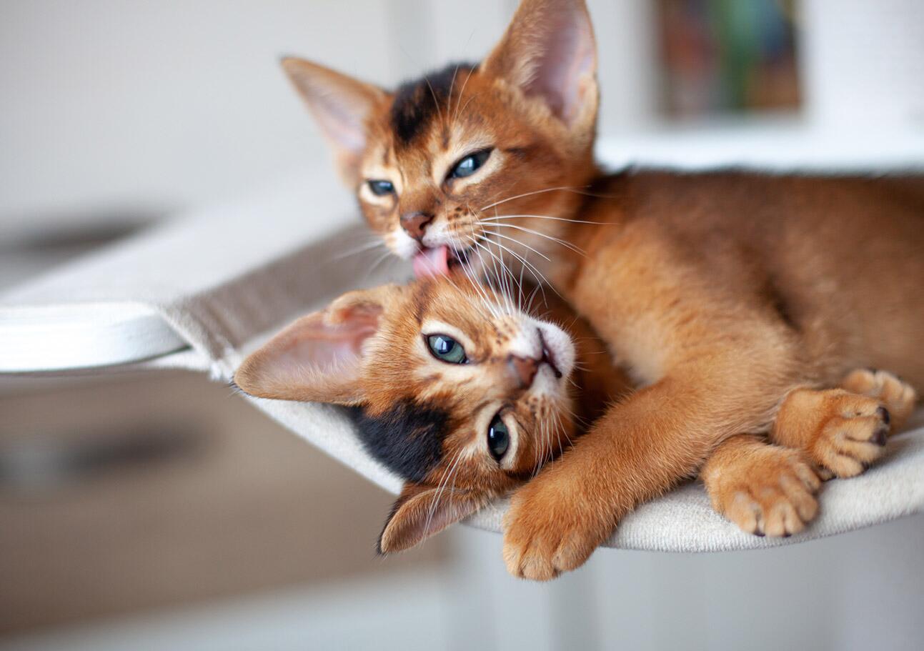 How Many Cat Breeds Originated in Mexico: Surprising Facts Revealed