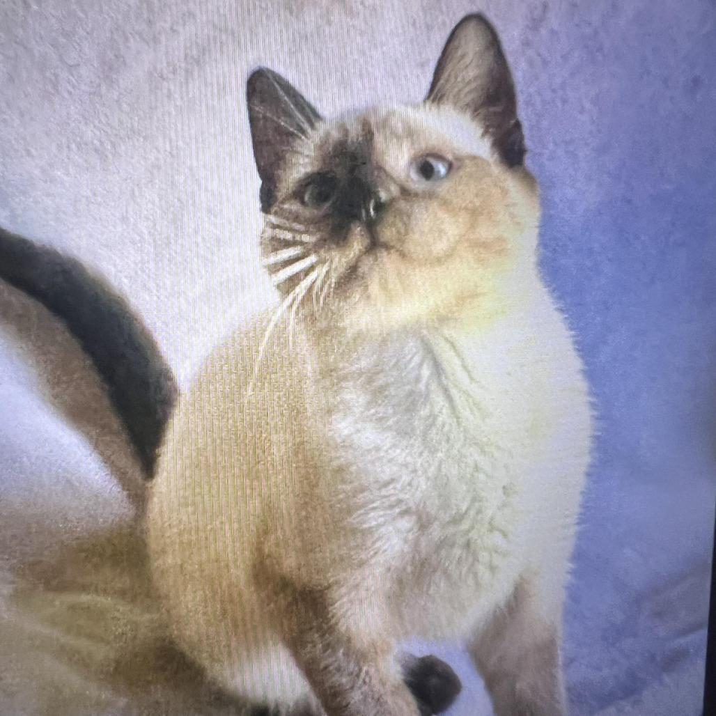 How Many Different Breeds of Siamese Cats are There: Ultimate Guide