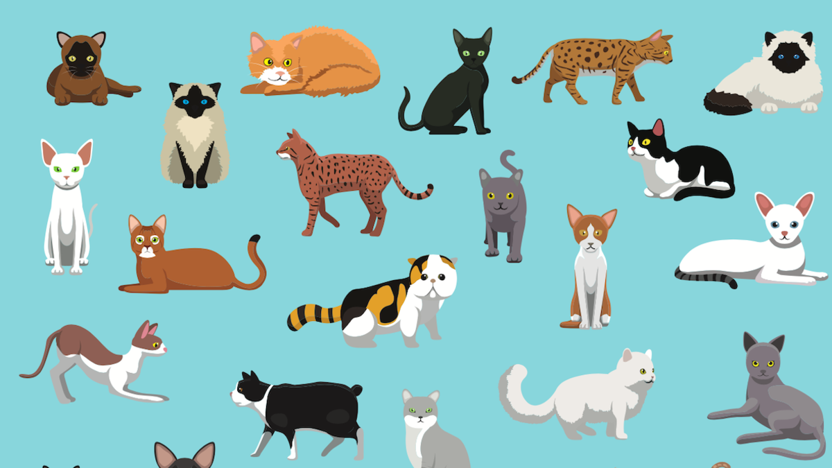How Many Different Kinds of Cat Breeds Are There: Ultimate Guide