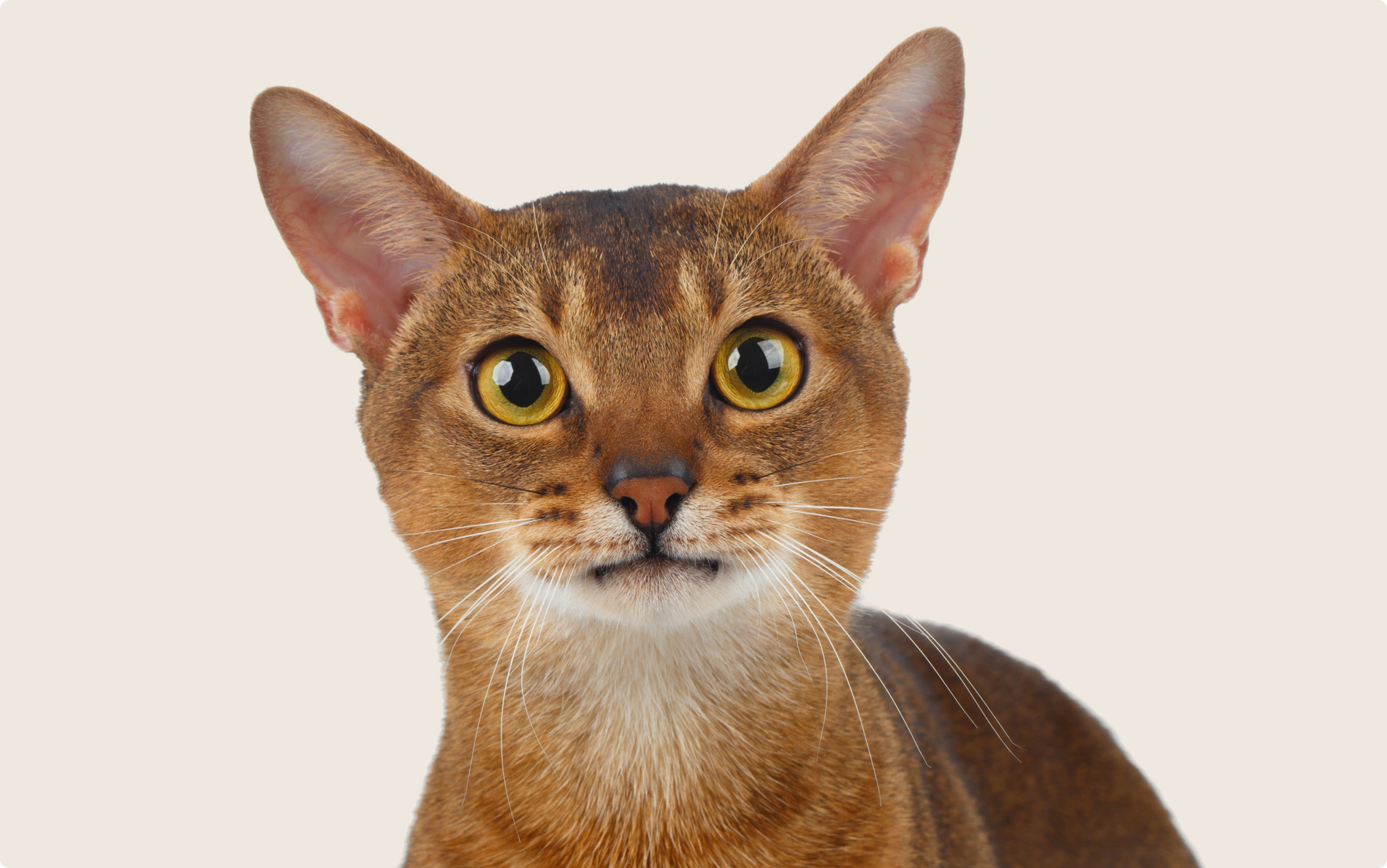 How Many Hybrid Cat Breeds Use Abyssinians for Breeding: Surprising Facts