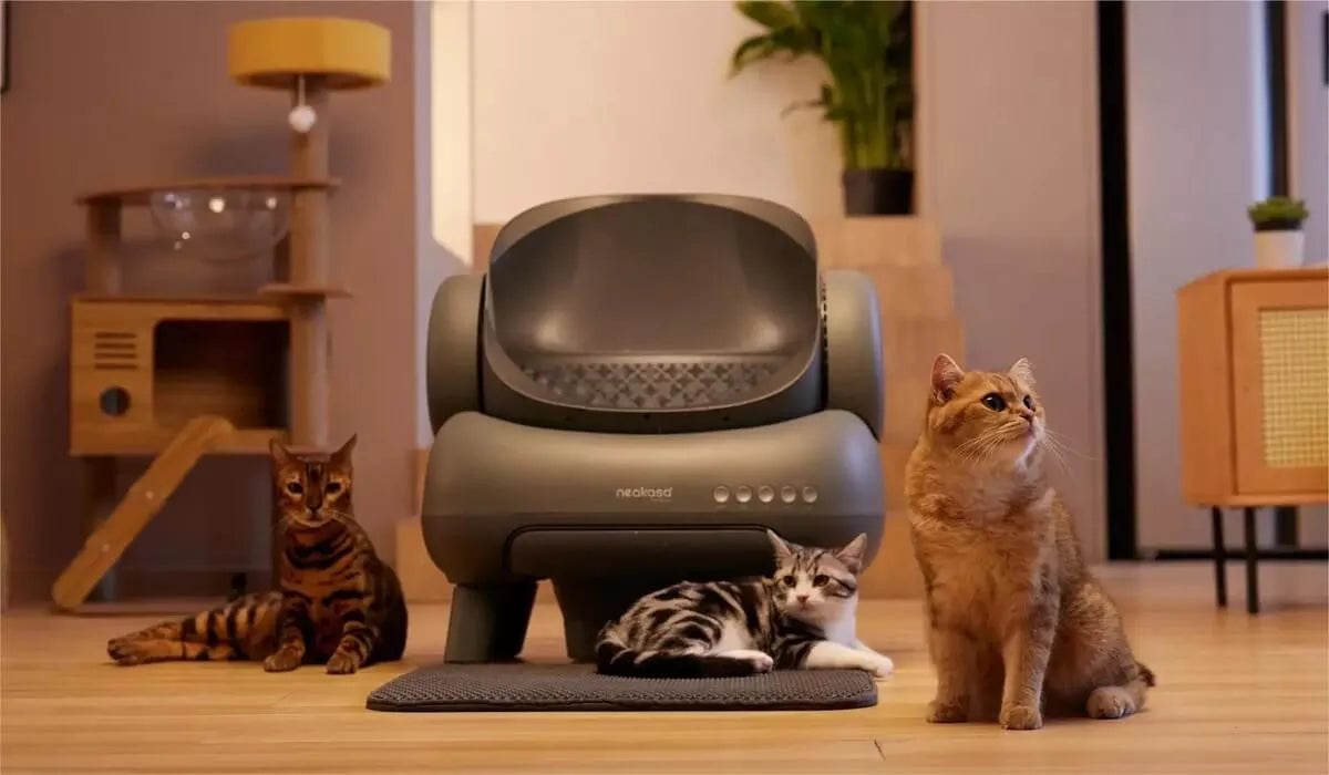 How Many Litter Boxes for Two Cats