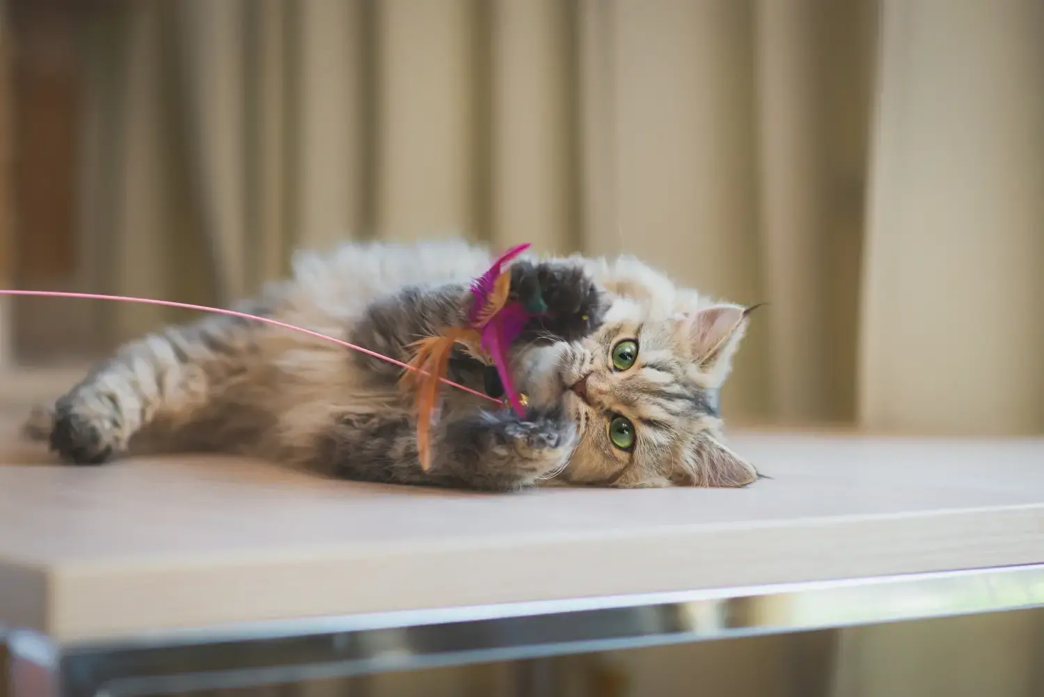 How Many Toys Does Cat Need: Ultimate Guide to Happy Cats