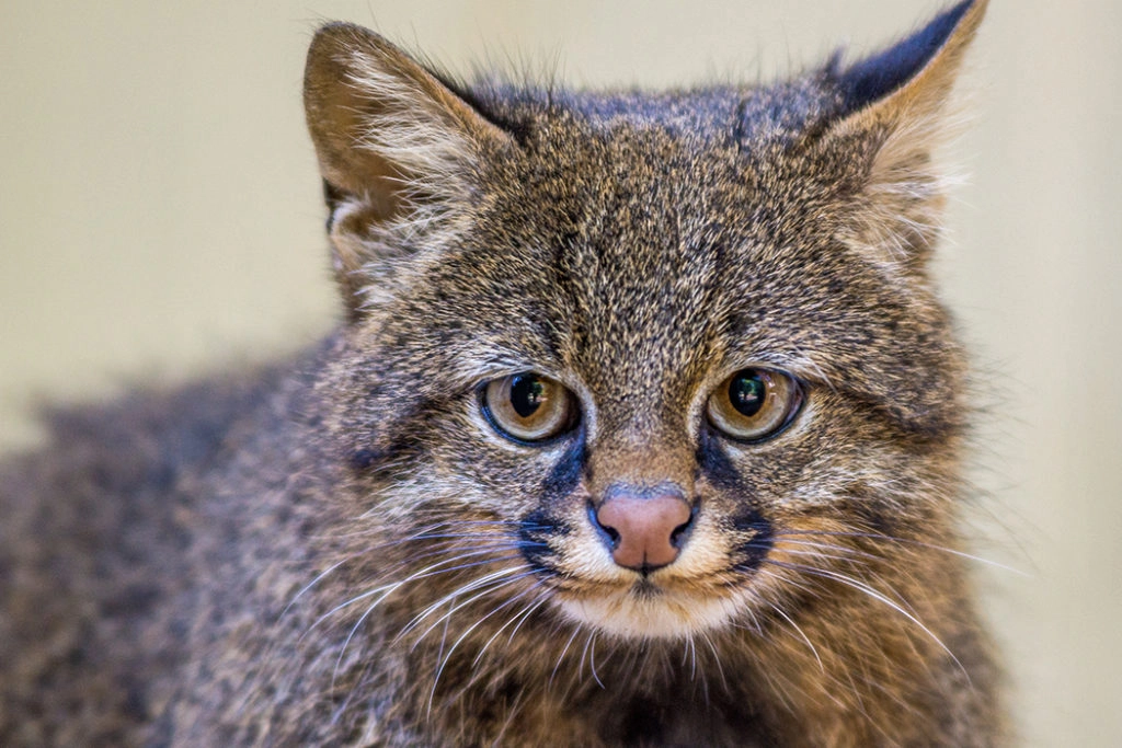 How Much Cat Breeds are There in the World: Ultimate Guide 2025