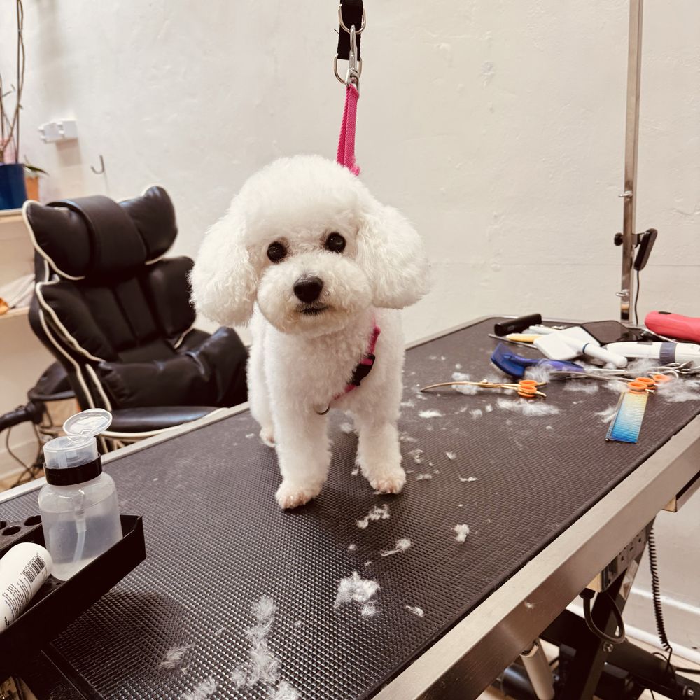 How Much Cat Grooming Cost San Francisco