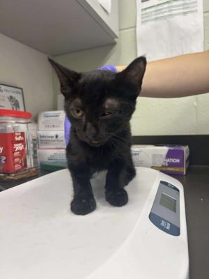 How Much Do a Manx Cat Cost from a Breeder: Ultimate Price Guide