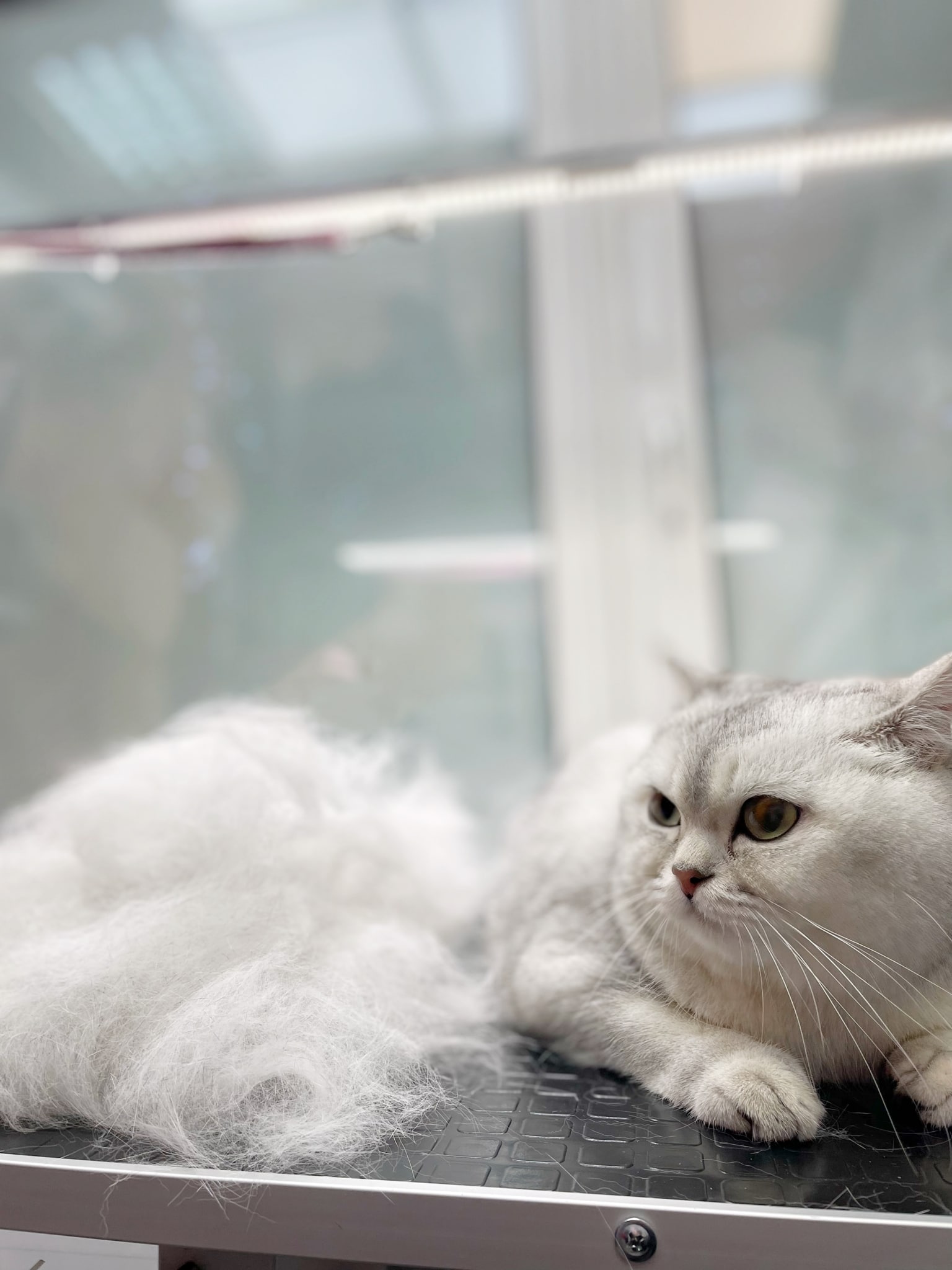 How Much Does It Cost to Groom a Cat UK: Ultimate Price Guide 2025