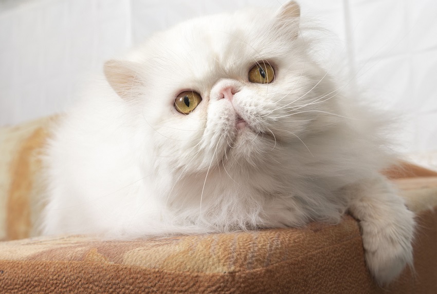 How Much Does It Cost to Groom a Persian Cat: Ultimate Guide 2025